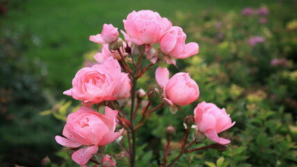 Pink garden roses