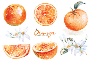 Set of oranges painted with watercolors of flowers, stalks and leaves isolated on white background.Natural food fruit illustration. Slice of orange. Citrus fruit. Illustration of mandarin.