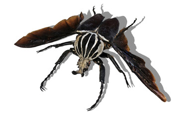 Präparat eines fliegenden männlichen Goliath-Käfers (Goliathus goliatus), freigestellt