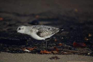 sanderling (Calidris alba) feeding on north of England beach, it still shows the signs of the coal mining past in the area