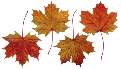 Group of maple leaves with transparent background. Autumn colors