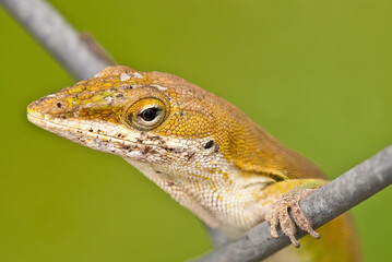 Lizard on Chain Link Fence