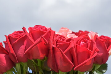 bouquet of red roses and beautiful pink, split