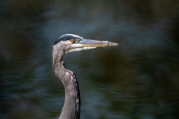 Great Blue Heron Headshot
