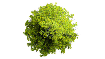 Obraz premium 3D Top view Green Trees Isolated on PNGs transparent background , Use for visualization in architectural design or garden decorate 