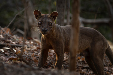 Fossa in the Kirindy forest. Cryptoprocta ferox on the Madagascar island. Madagascar fauna. Brown apex predator in the Madagascar's forest.