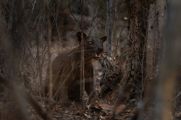 Fossa in the Kirindy forest. Cryptoprocta ferox on the Madagascar island. Madagascar fauna. Brown apex predator in the Madagascar's forest.