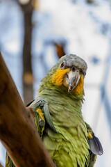 Parque das Aves em Foz do Iguaçu - Ph Rodrigo Mattjie 