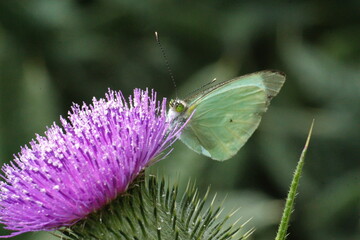 Cabbage butterfly on a Scotch thistle flower in a field in Cotacachi, Ecuador