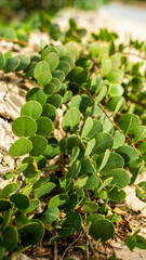 ships buildings beautiful mediterranean sea malta island sand stones sun cacti