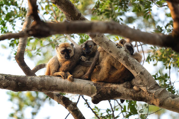 Rufous brown lemur in the Kirindy park. Lemurs on the Madagascar island. Madagascar fauna. Common brown lemurs in the forest. 