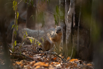 Narrow striped mongoose in the Kirindy forest. Narrow striped vontsira on the Madagascar island. Madagascar fauna. Small brown mongoose with dark strips in the forest.