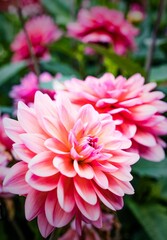 Vertical shot of beautiful dahlias in the walled formal gardens at Rousham House, Oxfordshire © Pez Photography/Wirestock Creators