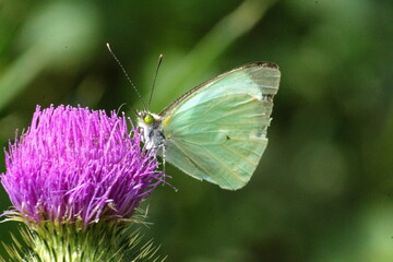 Cabbage butterfly on a Scotch thistle flower in a field in Cotacachi, Ecuador