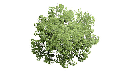 3D Top view Green Trees Isolated on PNGs transparent background , Use for visualization in architectural design or garden decorate	
