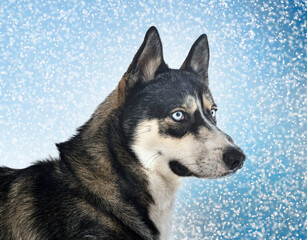 siberian husky in studio