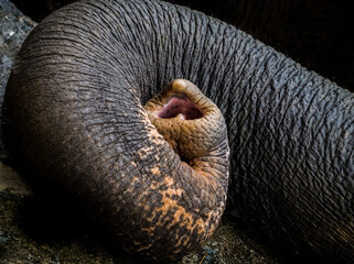 Close up shot of an elephant's trunk © Jolanta