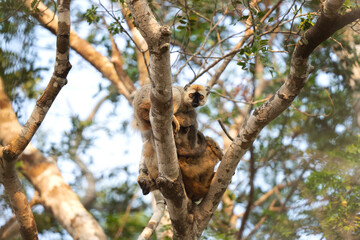 Fototapeta na wymiar Rufous brown lemur in the Kirindy park. Lemurs on the Madagascar island. Madagascar fauna. Common brown lemurs in the forest. 