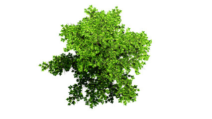 Fototapeta na wymiar 3D Top view Green Trees Isolated on PNGs transparent background , Use for visualization in architectural design or garden decorate 
