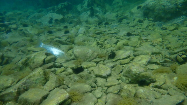 Golden grey mullet (Chelon auratus) undersea, Aegean Sea, Greece, Thasos island