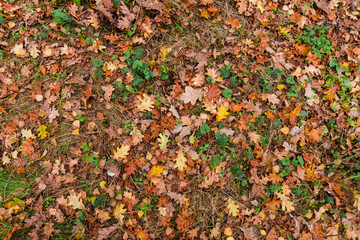 Colorful bright seasonal autumn background pattern. Vibrant carpet of fallen forest leaves. Outdoor. Brown yellow red orange oak leaves in autumn forest