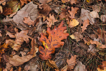 Big oak leaf on autumn forest. Red and orange autumn leaves background. Outdoor. Colorful backround image of fallen autumn leaves perfect for seasonal use.