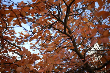 Bright yellow round leaves, beautiful autumn background of leaves against the backdrop of an autumn blurred city, orange leaves on a bush branch, autumn tree landscape Cotinus coggygria