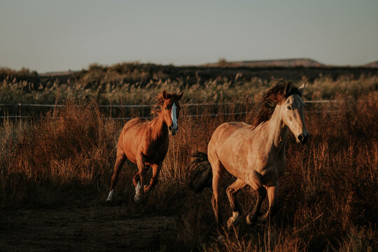 Horse couple trotting in the field