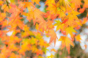 紅葉　ソフトタッチ