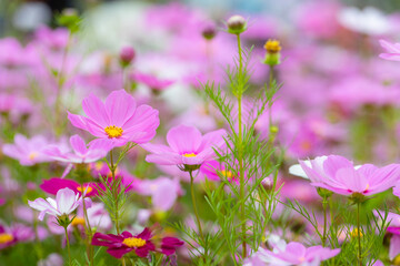 Cosmos flower in purple color in farm