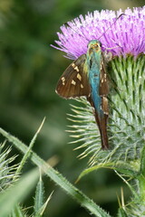 Esmerelda long-tailed skipper (Urbanus esmeraldus) on a Scotch thistle flower in a field in...