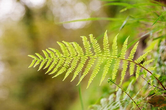 Green fern leaf in forest