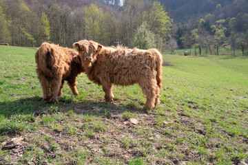 Highland Rinder auf der Schw&auml;bischen Alb