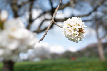 Kirschblüte im Lenninger Tal