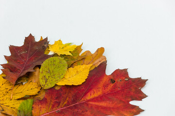 Autumn multi-coloured leaves on white background. Composition of yellow, green, red, orange autumn leaves. Space for text