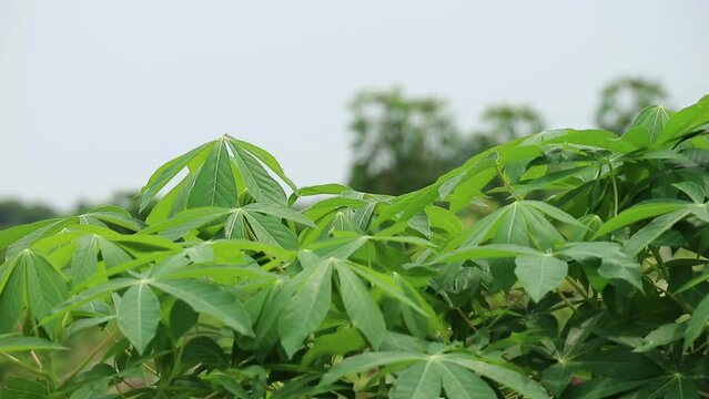 Footage of cassava leaves or Manihot esculanta crantz swaying in the wind,