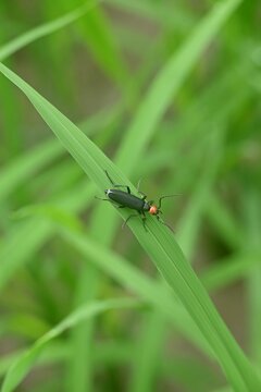 Vertical shot of an epicauta on the green leaf
