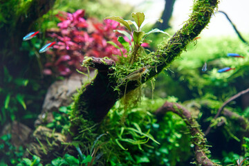 Amano shrimp (Caridina Multidentata) sits on the big root in aquarium aquascape. Close-up shot.