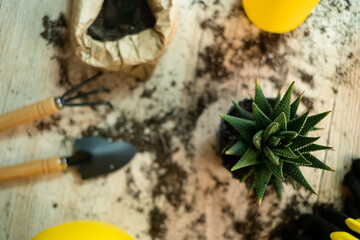 Transfer of plants to another pot, close-up of a gardener holding garden tools in his hand, in the background flowers Zamioculcas and Haworthia striped on a wooden table, a shovel,