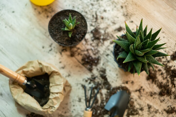 Woman gardener repotting zamiokulkas and haworthia striata flowers into new pot on wooden table, home garden concept, plant transplanting, home gardening, garden tools