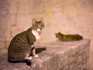 Cat sitting on a wall at night in sibenik