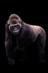 Young male silverback gorilla walking on all fours with black background © luismicss
