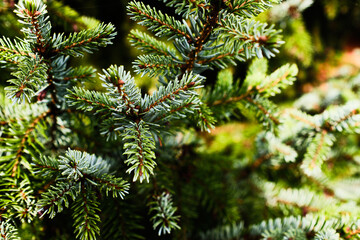 Spruce branch detail