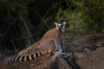 Ring tailed lemur in the Anja park. Lemur kata on the Madagascar island. Madagascar fauna. Lemur with the striped tail. Lemurs 