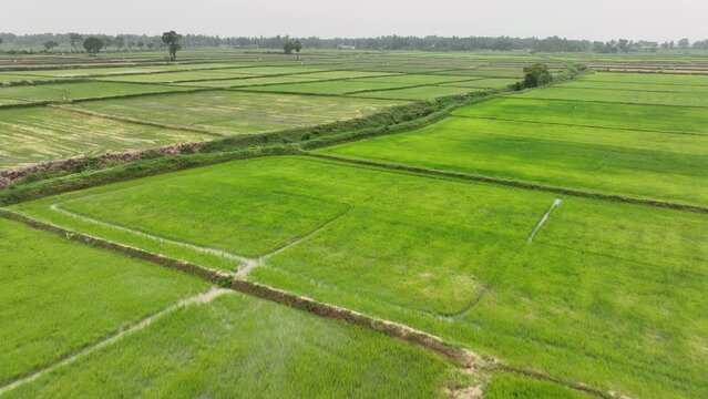 Aerial view of Beautiful Green paddy field in Ampara, Sri Lanka