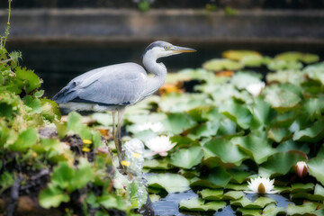 Grey Heron in a Fountain in the Gardens of Penshurst Place, Kent, England