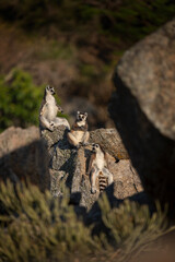 Ring tailed lemur in the Anja park. Lemur kata on the Madagascar island. Madagascar fauna. Lemur with the striped tail. Lemurs Kata sunbathing on the rock. 