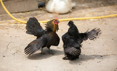 Chicken Fight at a French Farm