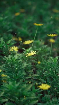 Vertical shot of beautiful yellow Helianthus microcephalus growing among bushes