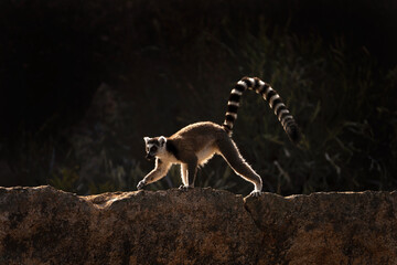 Fototapeta premium Ring tailed lemur in the Anja park. Lemur kata on the Madagascar island. Madagascar fauna. Lemur with the striped tail. Lemurs Kata sunbathing on the rock. 